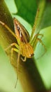 The striped lynx spider, Oxyopes salticus